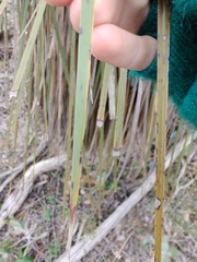 Xanthorrhoea platyphylla