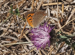 Lycaena phlaeas