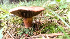 Chroogomphus rutilus