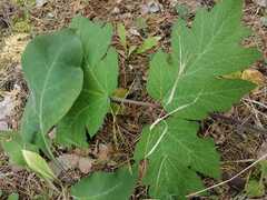Heracleum dissectum