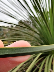 Xanthorrhoea platyphylla