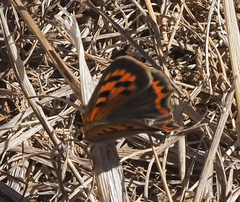Lycaena phlaeas