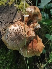 Pholiota squarrosa