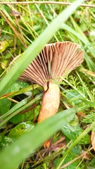 Chroogomphus rutilus