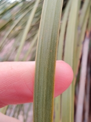 Xanthorrhoea platyphylla
