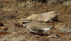 Vanellus coronatus