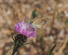 Polyommatus icarus