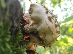 Pholiota squarrosa
