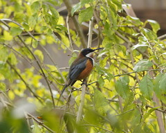 Acanthorhynchus tenuirostris