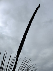 Xanthorrhoea platyphylla