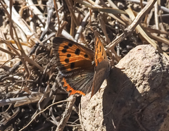 Lycaena phlaeas