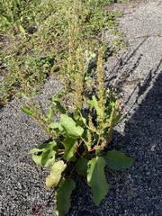 Rumex obtusifolius