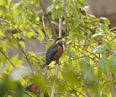 Acanthorhynchus tenuirostris