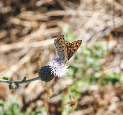 Lycaena tityrus