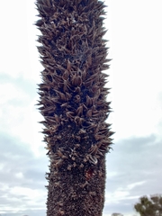 Xanthorrhoea platyphylla