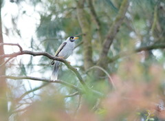 Manorina melanocephala