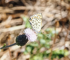 Lycaena tityrus
