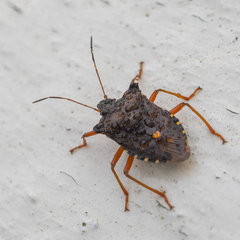 Pentatoma rufipes