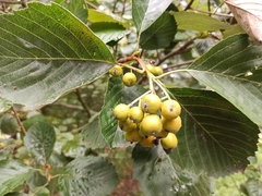 Scandosorbus intermedia