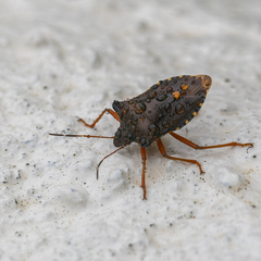 Pentatoma rufipes
