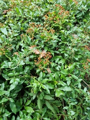 Pyracantha coccinea