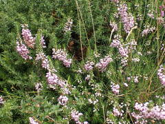 Erica vagans