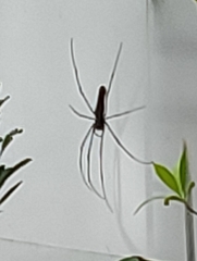 Nephila pilipes