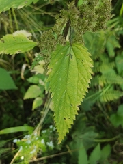 Urtica galeopsifolia