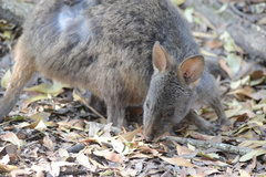 Thylogale billardierii