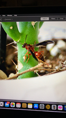 Fuscopolistes