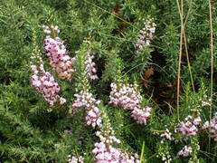 Erica vagans