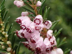 Erica vagans