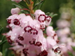 Erica vagans