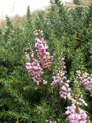 Erica vagans