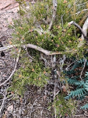 Isopogon