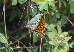 Argynnis paphia