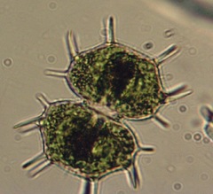 Xanthidium cristatum