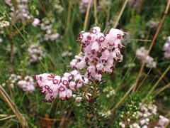 Erica vagans