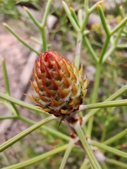 Isopogon