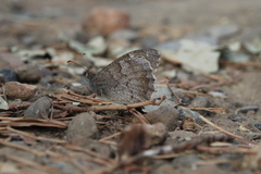 Hipparchia statilinus