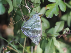 Argynnis paphia