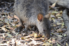 Thylogale billardierii