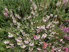 Erica vagans