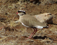 Vanellus coronatus
