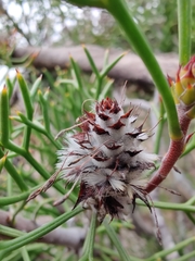 Isopogon