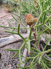 Isopogon