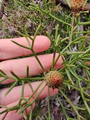 Isopogon