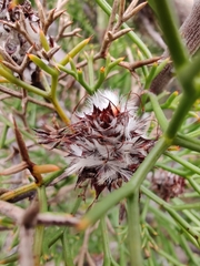 Isopogon