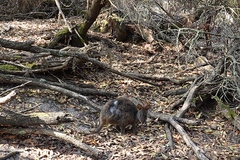 Thylogale billardierii