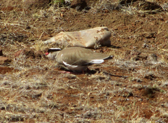 Vanellus coronatus